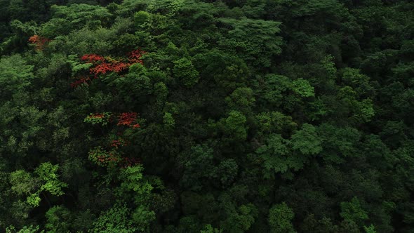 Beautiful red royal poinciana or flamboyant flower (Delonix regia) in summer alt