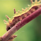 Caterpillar Walking - VideoHive Item for Sale