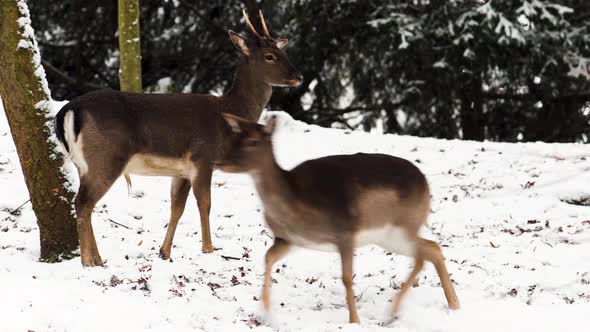 A fallow deer doe and buck running in snow,winter forest,Czechia. alt
