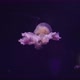Medusa jellyfish floating in zoo aquarium, medium shot - VideoHive Item for Sale