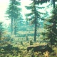 Green Trees of the Spruce Forest - VideoHive Item for Sale