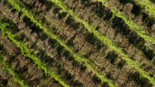 Aerial Drone view of Green Vineyard