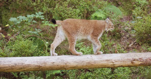 European Lynx or Bobcat Walking on Fallen Tree in the Forest