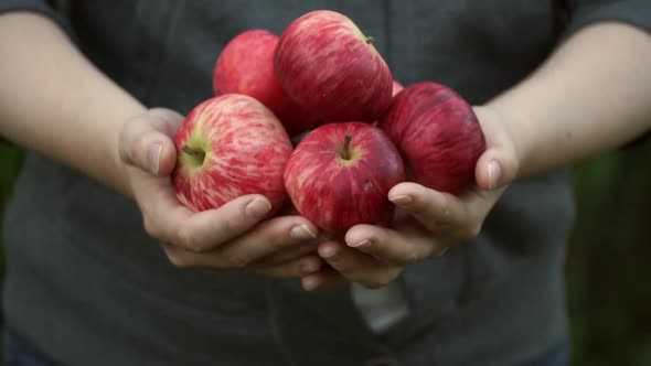 Close Up of Hands with Ripe Red Apples