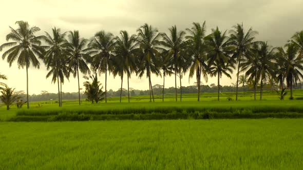 Aerial Drone Flight Over Palms at Rice Fields Bali Indonesia alt