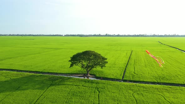Peaceful landscape with alone tree, kites and green fields in the countryside alt