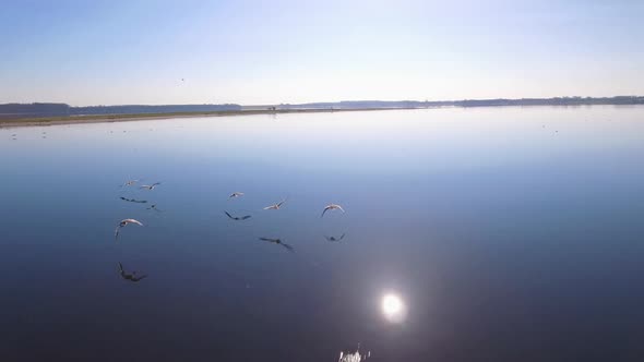 Camera Flying Close Behind A Flock Of Geese Low Over The Water 