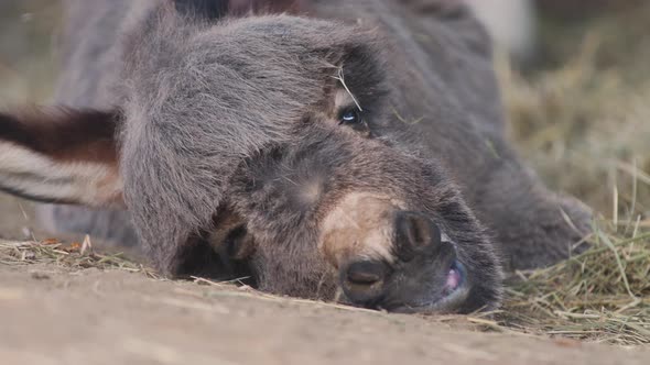 A cute little newborn miniature mediterranean donkey with a fringe lying lazily on the ground covere alt