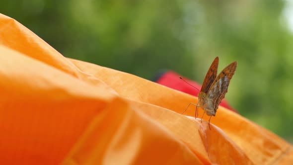 A Young Orange Butterfly Mistook the Tent for the Orange Flower