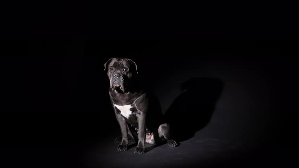 Cane Corso in a Dark Studio on a Black Background in the Light of a Spotlight alt