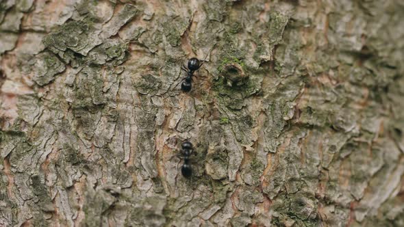 Moving two ants towards each other on the tree trunk.