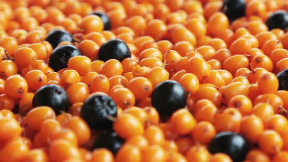 the Berries of Sea Buckthorn and Black Chokeberry
