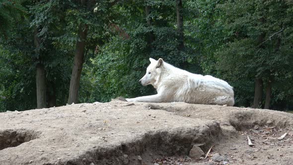 Portrait of arctic wolf. Canis lupus arctos.