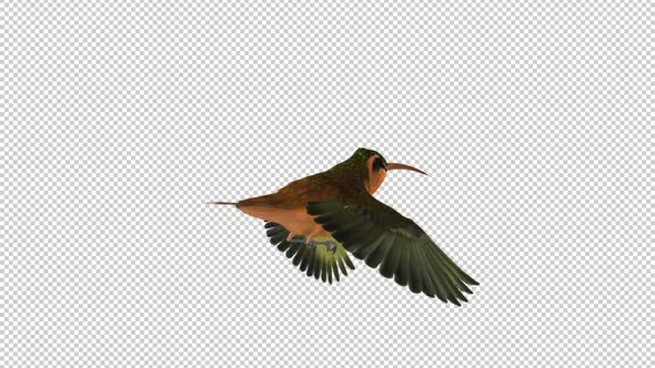 Hummingbird - Rufous Hermit - Flying Loop - Back Angle - Alpha Channel