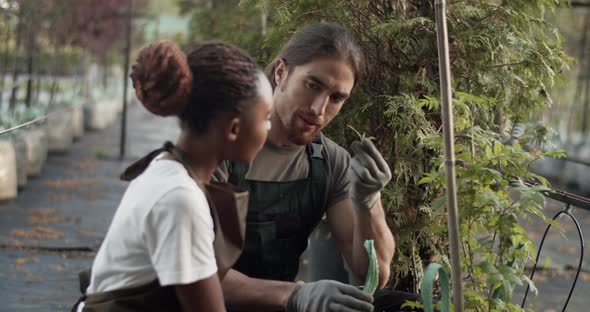 Male Farmer Demonstrating Plant Leaves to Colleague alt