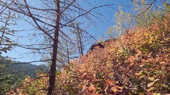 Moving up through colorful leaves and brush near ground level in Idaho alt
