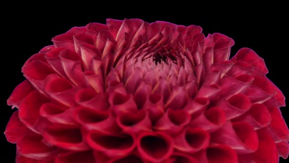 Rotating red dahlia flower with ALPHA channel, seamless loop alt