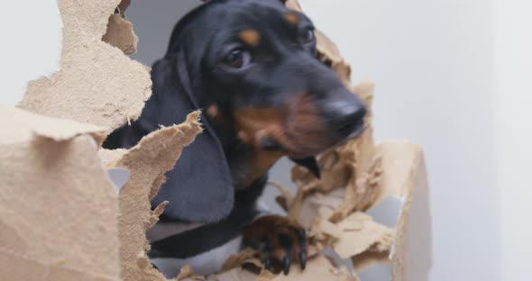 Adorable Dachshund Puppy Looks Into a Hole Punched in a Plasterboard Door or Partition and a