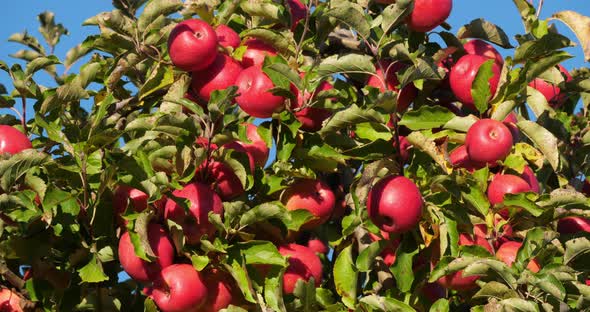 Cripps Pink. Orchard apple trees, The Occitan, France alt