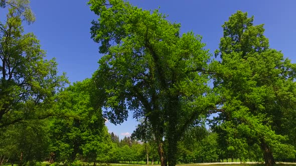 Park and Big Oak Trees