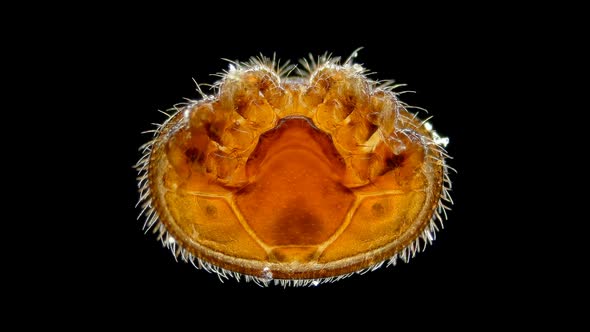 Parasitic Mite Varroa Under the Microscope. Lives on Apis Honey Bees, Causing Varroatosis. alt