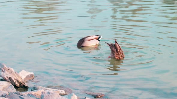 Female mallard duck and male mallard duck dabbling upside-down in the lake 