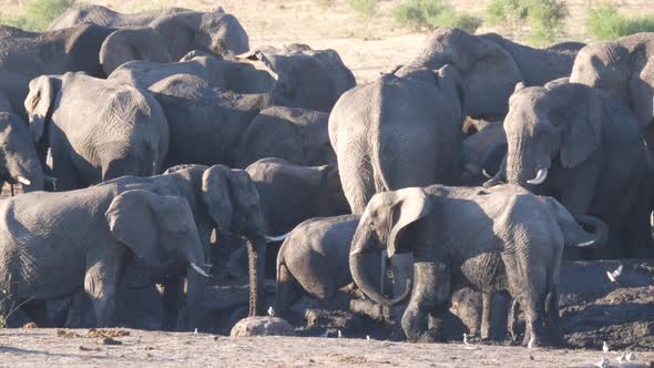 Pan from a big herd of African Bush elephants at an almost dry waterhole alt