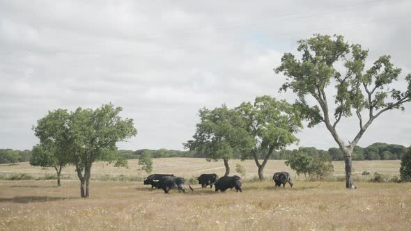 Aerial footage of a cattle of angry bulls in a field alt