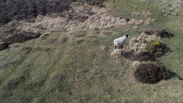 A Lonk Sheep Roaming Around The Heather Upland In North York Moors National Park Within The Bounds O alt