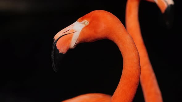 Flamingo alt