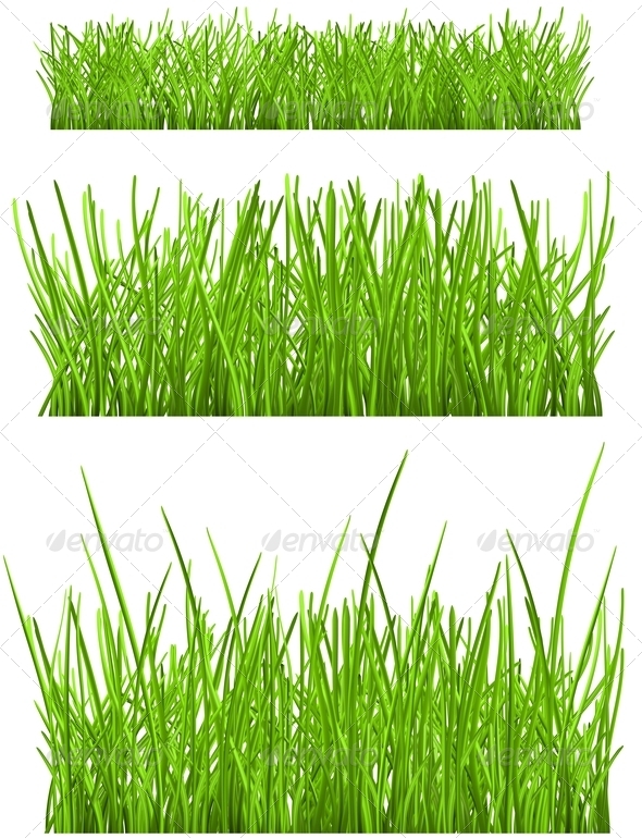 Green Grass - Flowers & Plants Nature