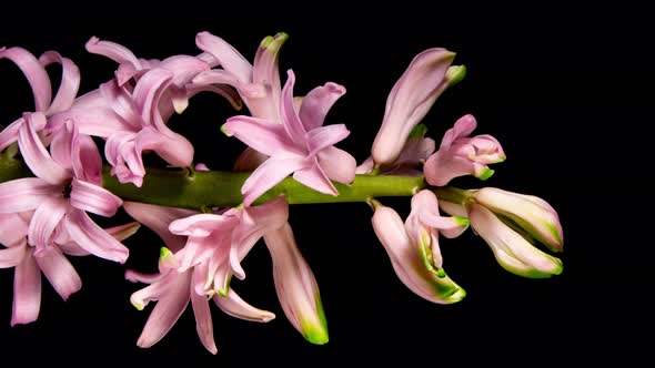 Pink Hyacinth Flower Buds Blooming on a Black Background in Timelapse. Perfect Spring Plant Grows alt
