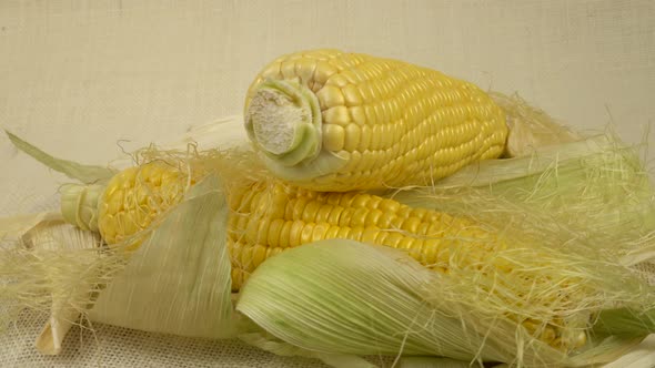 Fresh young ears of corn are laid out on white burlap