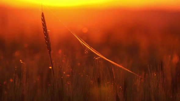 Spider and Cobweb on the Ears of Wheat at Sunset alt
