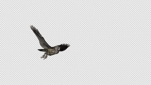 Owl - Horned - Flying Transition III