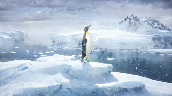 Penguin On An Iceberg