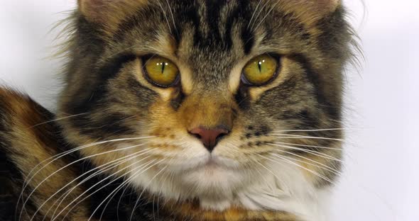 Brown Tortie Blotched Tabby and White Maine Coon Domestic Cat, Close up of the head of Female alt