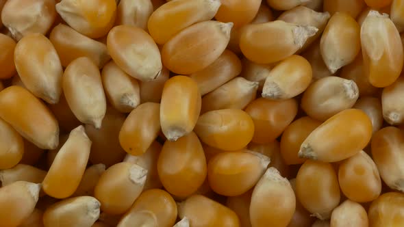Yellow popcorn kernels. Close up.