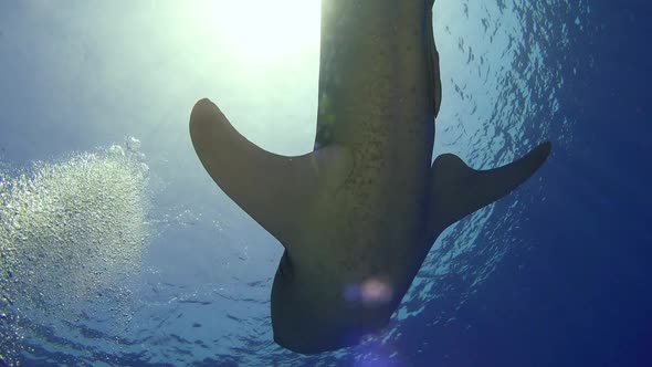 Big Whale Shark Swim Near Coral Reef