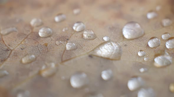 The Tiny Dew Drops of Rain on the Brown Leaves