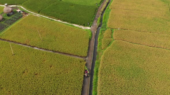 Aerial Shot of a Farmers on a Motorbike Driving Along a Path in the Middle of a Big Rice Field alt