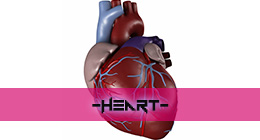 Heart