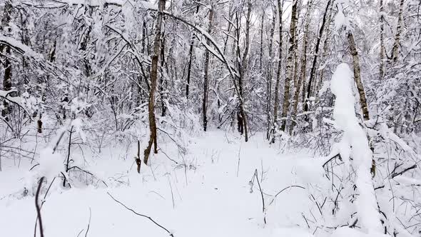 Snowy Winter Forest. Snow-covered Branches of Trees Against Blue Sky