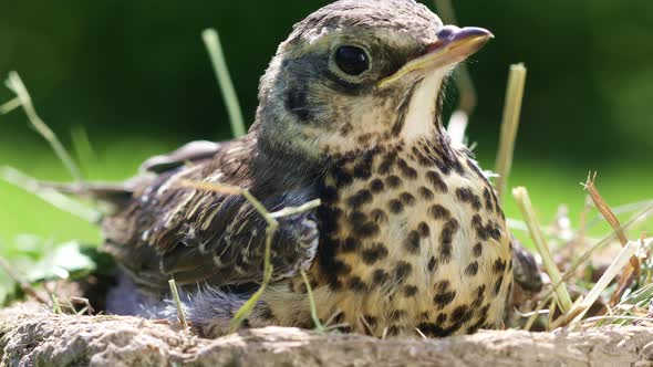 Baby Bird Thrush Fieldfare in The Natural Environment