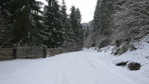 Snowy road through the woods alt