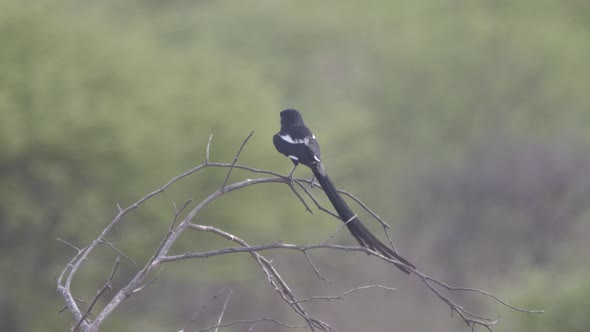 Pin-tailed whydah on a tree branch alt