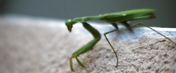 Close up of the praying mantis sitting on a concrete wall. alt