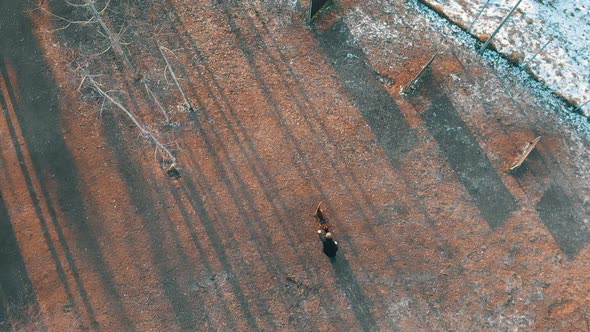 A Trained German Shepherd Dog Biting the Stick in Trainer Hands - Training Field alt