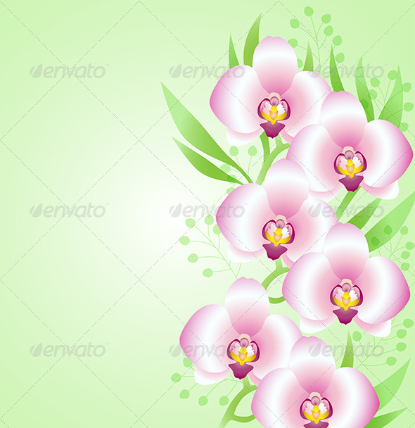 Green Background with Orchids - Flowers & Plants Nature