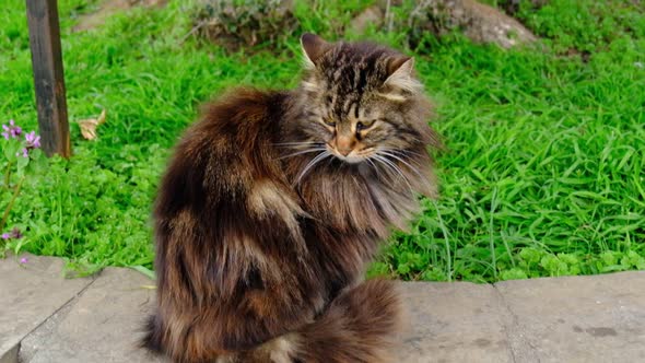 Longhair tabby cat is sitting at garden in slow motion